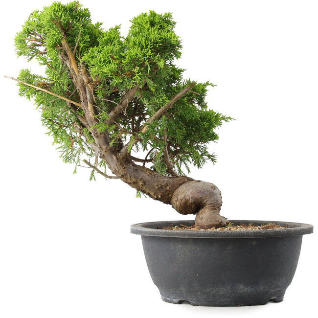 Juniperus chinensis Itoigawa, 30,5 cm, ± 15 Jahre alt