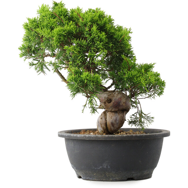 Juniperus chinensis Itoigawa, 28 cm, ± 15 anni