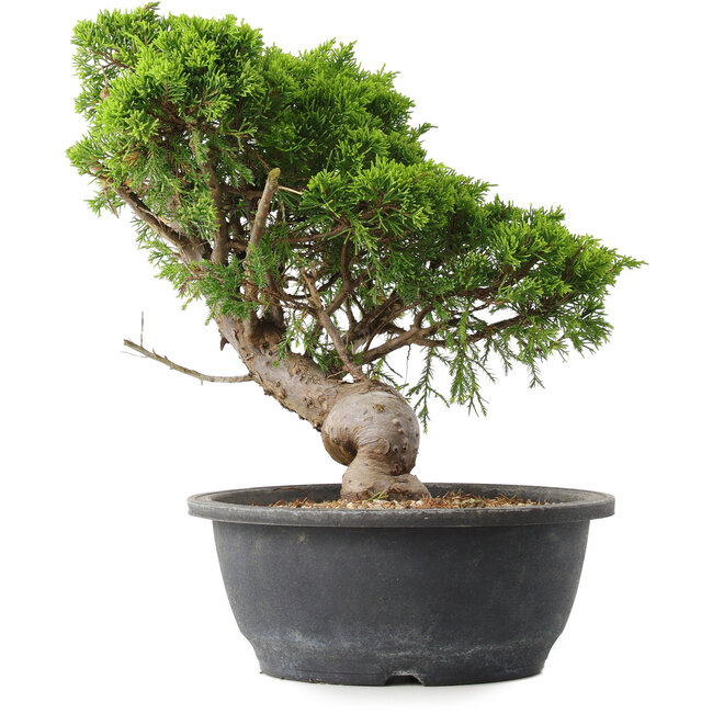 Juniperus chinensis Itoigawa, 30,5 cm, ± 15 years old
