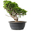 Juniperus chinensis Itoigawa, 30,5 cm, ± 15 years old