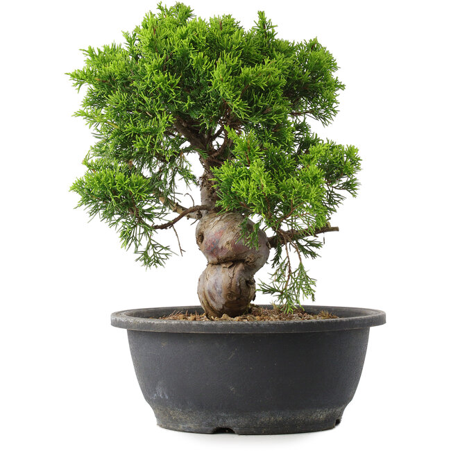 Juniperus chinensis Itoigawa, 28 cm, ± 15 ans