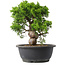 Juniperus chinensis Itoigawa, 28 cm, ± 15 years old