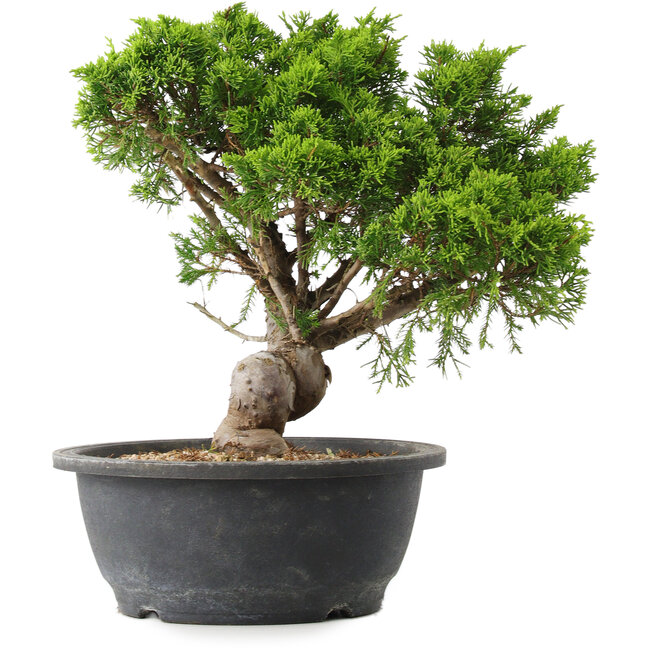 Juniperus chinensis Itoigawa, 30,5 cm, ± 15 Jahre alt