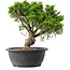 Juniperus chinensis Itoigawa, 30,5 cm, ± 15 ans