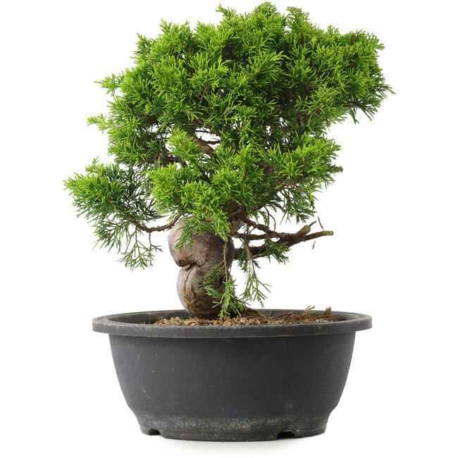 Juniperus chinensis Itoigawa, 28 cm, ± 15 years old