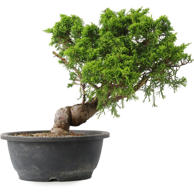 Juniperus chinensis Itoigawa, 30,5 cm, ± 15 años