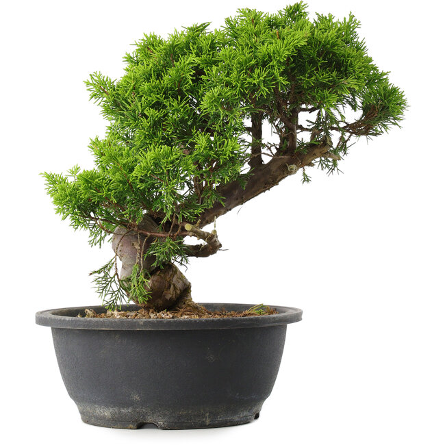 Juniperus chinensis Itoigawa, 28 cm, ± 15 anni