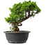Juniperus chinensis Itoigawa, 28 cm, ± 15 años