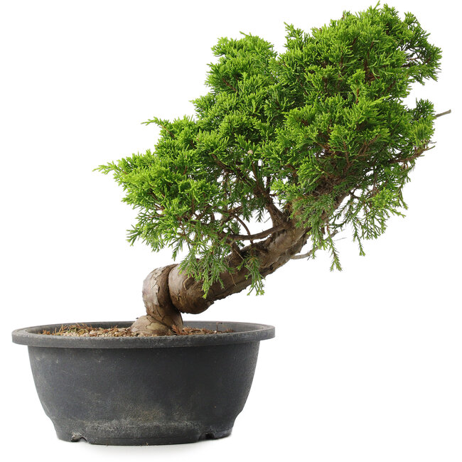Juniperus chinensis Itoigawa, 30,5 cm, ± 15 años
