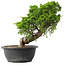 Juniperus chinensis Itoigawa, 30,5 cm, ± 15 years old