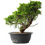 Juniperus chinensis Itoigawa, 30,5 cm, ± 15 years old