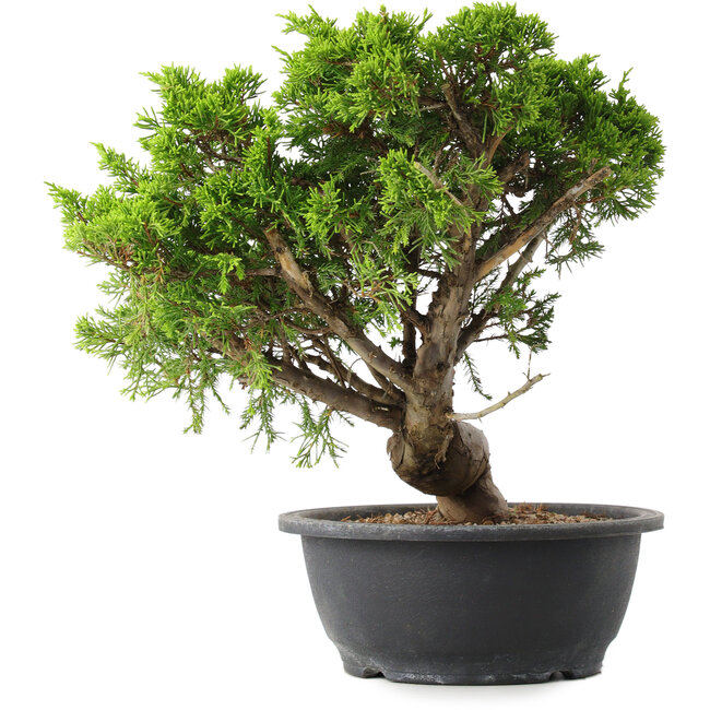 Juniperus chinensis Itoigawa, 30,5 cm, ± 15 years old