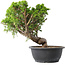 Juniperus chinensis Itoigawa, 30,5 cm, ± 15 Jahre alt