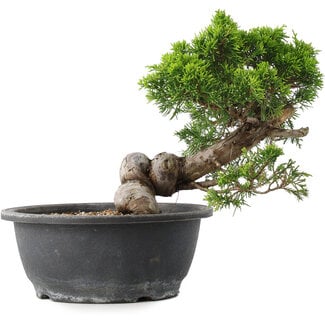 Juniperus chinensis Itoigawa, 23,5 cm, ± 15 Jahre alt