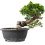 Juniperus chinensis Itoigawa, 23,5 cm, ± 15 anni