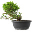 Juniperus chinensis Itoigawa, 23,5 cm, ± 15 anni