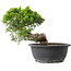 Juniperus chinensis Itoigawa, 23,5 cm, ± 15 Jahre alt