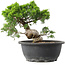 Juniperus chinensis Itoigawa, 23,5 cm, ± 15 anni