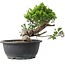 Juniperus chinensis Itoigawa, 23,5 cm, ± 15 jaar oud