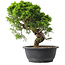 Juniperus chinensis Itoigawa, 29,5 cm, ± 15 anni