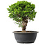 Juniperus chinensis Itoigawa, 29,5 cm, ± 15 Jahre alt