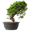 Juniperus chinensis Itoigawa, 29,5 cm, ± 15 anni