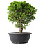 Juniperus chinensis Itoigawa, 29,5 cm, ± 15 years old