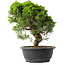 Juniperus chinensis Itoigawa, 29,5 cm, ± 15 years old