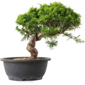 Juniperus chinensis Itoigawa, 29,5 cm, ± 15 jaar oud