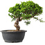 Juniperus chinensis Itoigawa, 29,5 cm, ± 15 years old