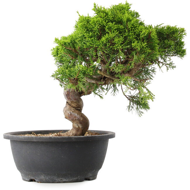 Juniperus chinensis Itoigawa, 29,5 cm, ± 15 años