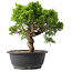 Juniperus chinensis Itoigawa, 29,5 cm, ± 15 Jahre alt