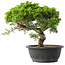 Juniperus chinensis Itoigawa, 29,5 cm, ± 15 jaar oud