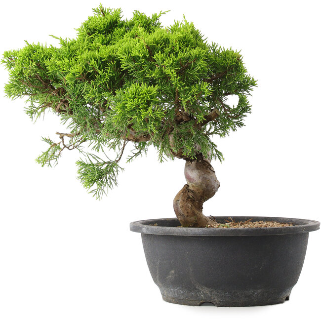 Juniperus chinensis Itoigawa, 29,5 cm, ± 15 ans