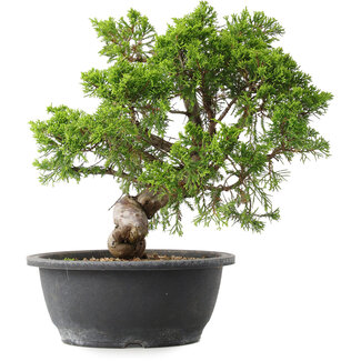 Juniperus chinensis Itoigawa, 29,5 cm, ± 15 Jahre alt