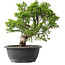 Juniperus chinensis Itoigawa, 29,5 cm, ± 15 years old