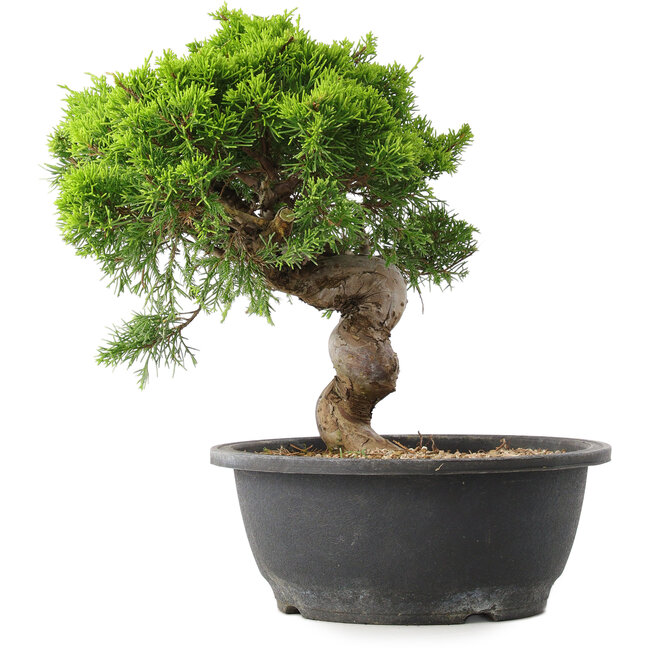 Juniperus chinensis Itoigawa, 29,5 cm, ± 15 Jahre alt