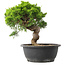 Juniperus chinensis Itoigawa, 29,5 cm, ± 15 anni