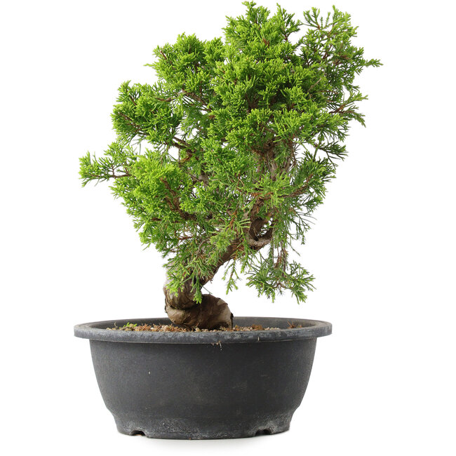Juniperus chinensis Itoigawa, 29,5 cm, ± 15 anni