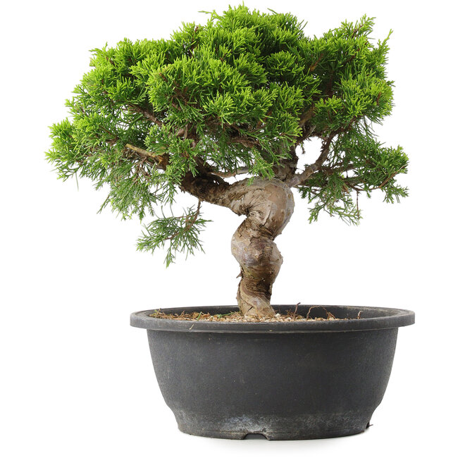 Juniperus chinensis Itoigawa, 29,5 cm, ± 15 years old
