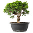 Juniperus chinensis Itoigawa, 29,5 cm, ± 15 años