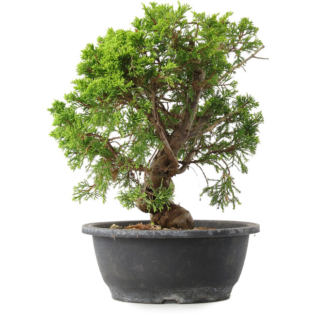 Juniperus chinensis Itoigawa, 29,5 cm, ± 15 years old