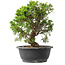 Juniperus chinensis Itoigawa, 29,5 cm, ± 15 years old