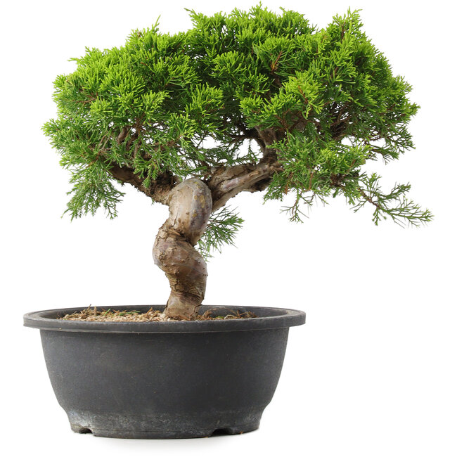 Juniperus chinensis Itoigawa, 29,5 cm, ± 15 ans
