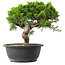 Juniperus chinensis Itoigawa, 29,5 cm, ± 15 jaar oud