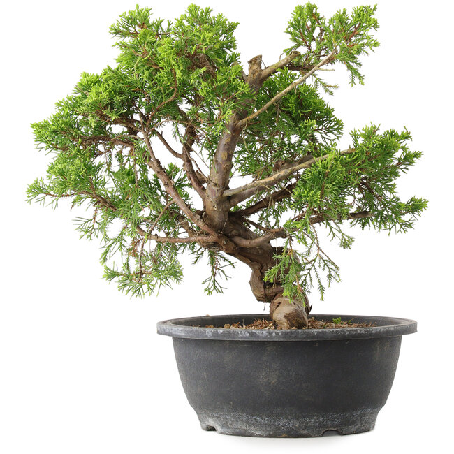 Juniperus chinensis Itoigawa, 29,5 cm, ± 15 years old