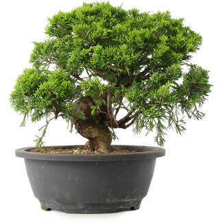 Juniperus chinensis Itoigawa, 24,5 cm, ± 15 jaar oud