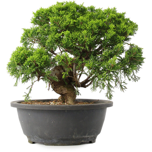 Juniperus chinensis Itoigawa, 24,5 cm, ± 15 years old