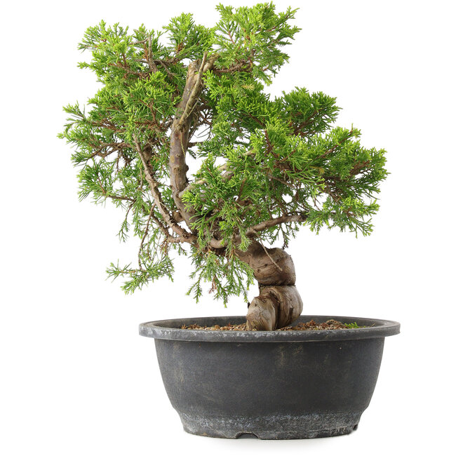 Juniperus chinensis Itoigawa, 29,5 cm, ± 15 years old