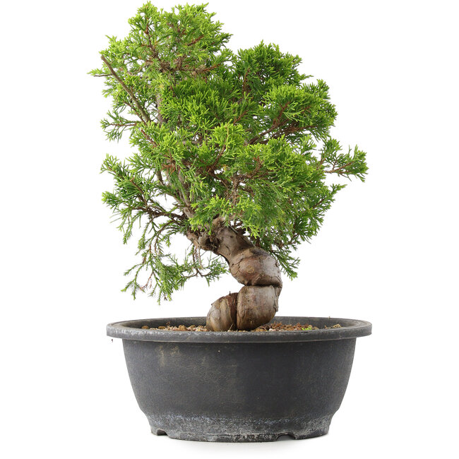 Juniperus chinensis Itoigawa, 29,5 cm, ± 15 ans